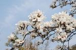 玉兰花 鲜花 春天 花朵 花