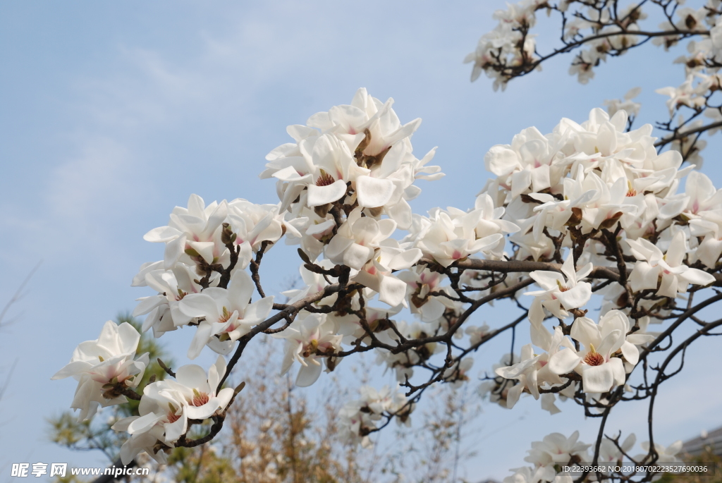 玉兰花 鲜花 春天 花朵 花