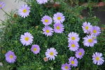 矢车菊 鲜花 春天 花朵 花