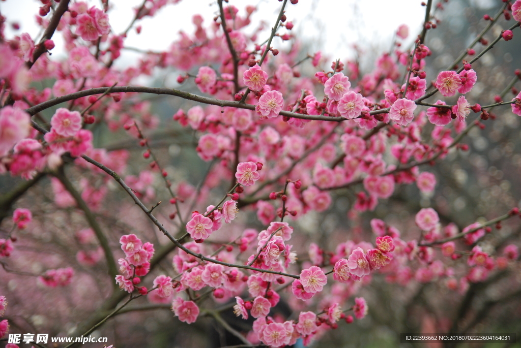 梅花 红梅 鲜花 花 植物