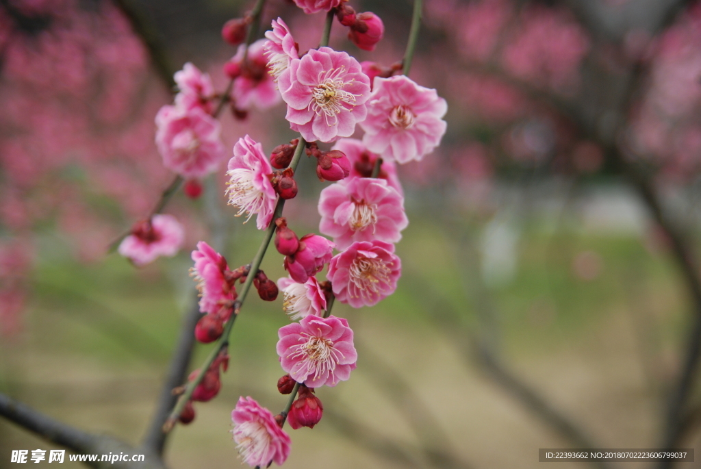 梅花 红梅 鲜花 花 植物