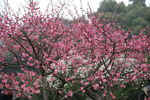 鲜花 美丽 花朵 花 梅花