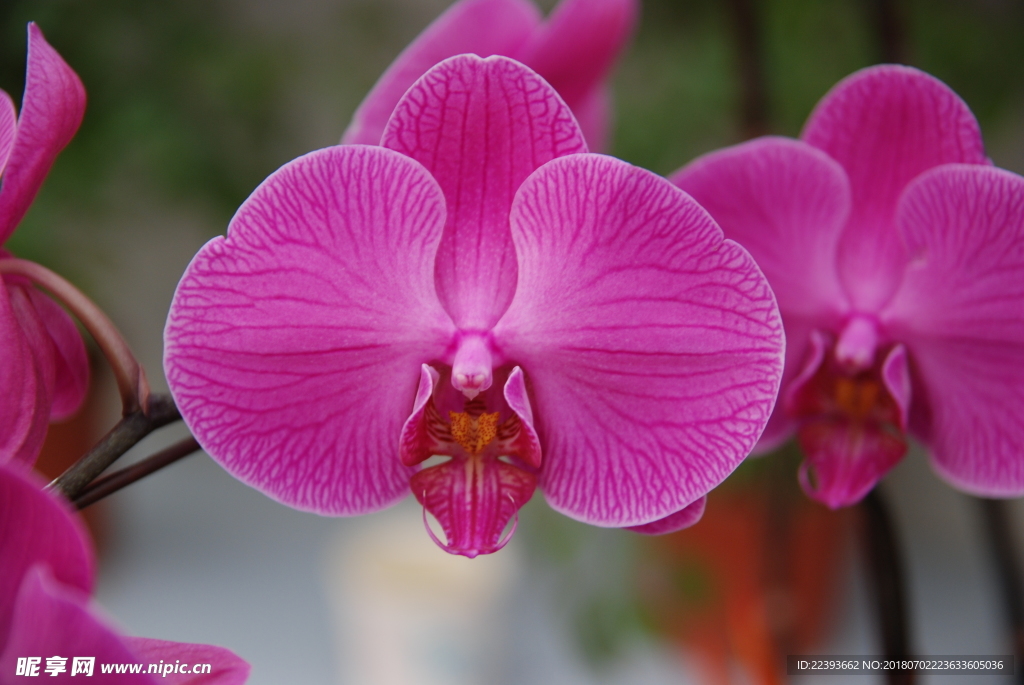 蝴蝶兰 鲜花