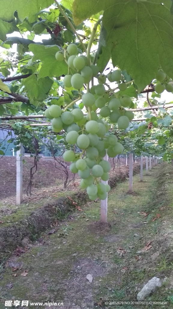 葡萄