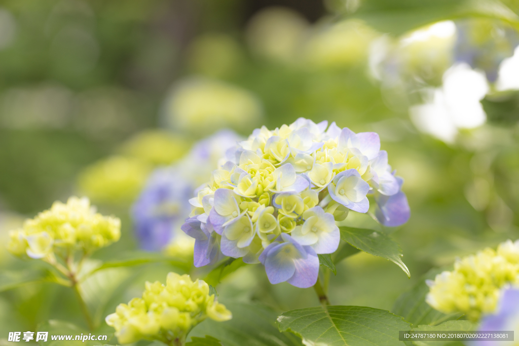 紫阳花花朵