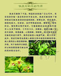 铁皮石斛