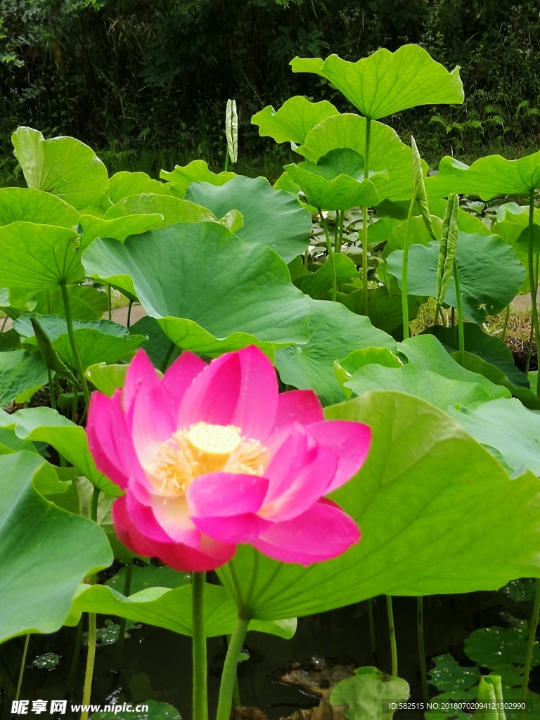荷花