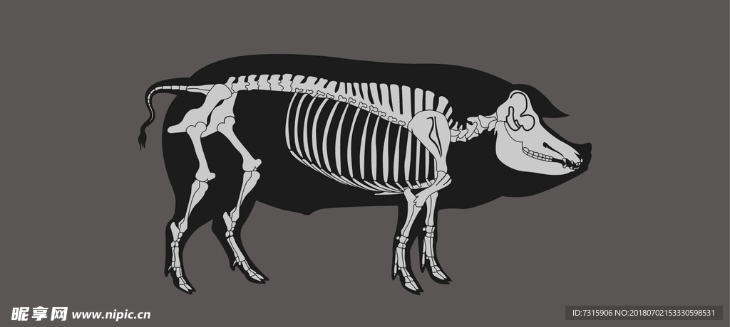 猪骨骼结构图高清图片