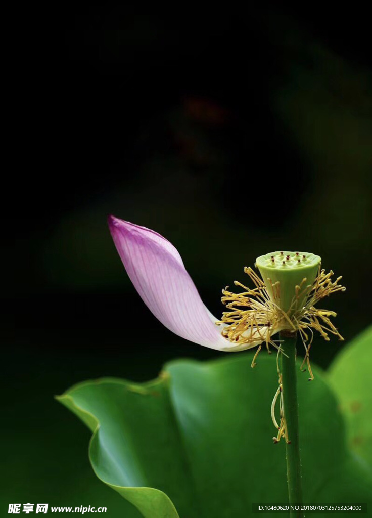 荷花蕊