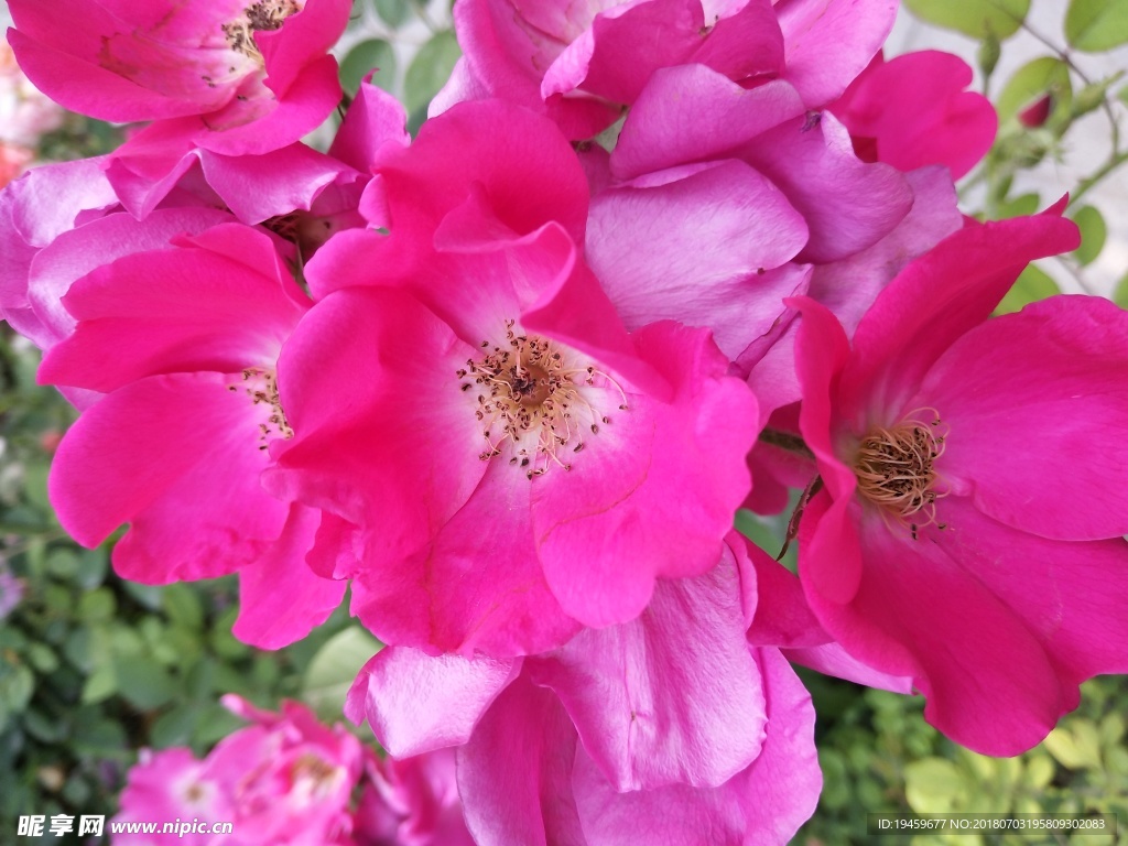 玫瑰花