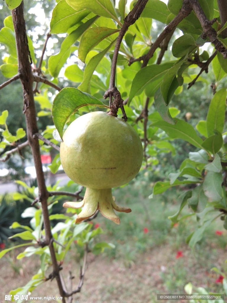 石榴