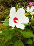 花儿 小花
