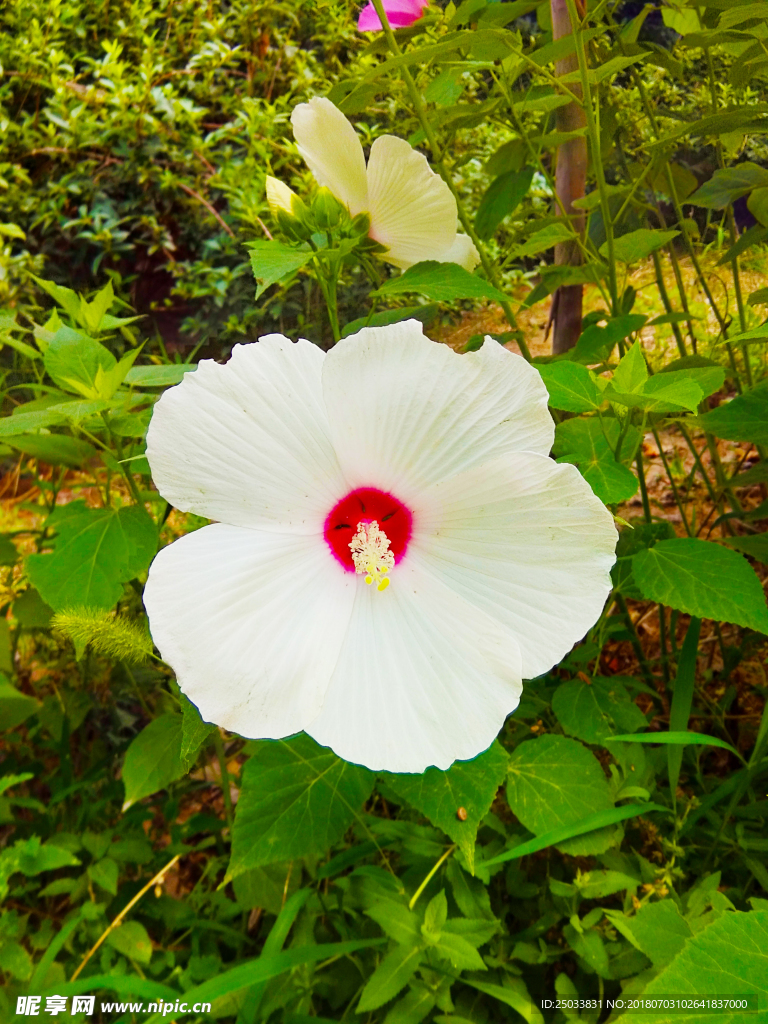 花瓣 花儿 小花