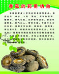 香菇