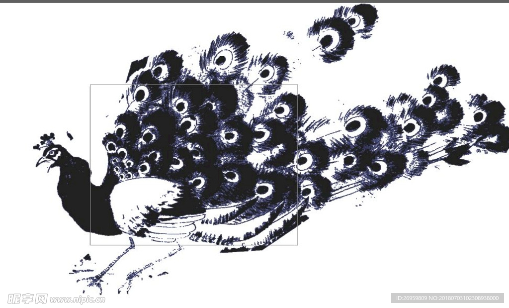 孔雀