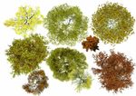 景观彩平面植物psd素材树