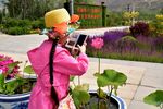 拍花的小姑娘