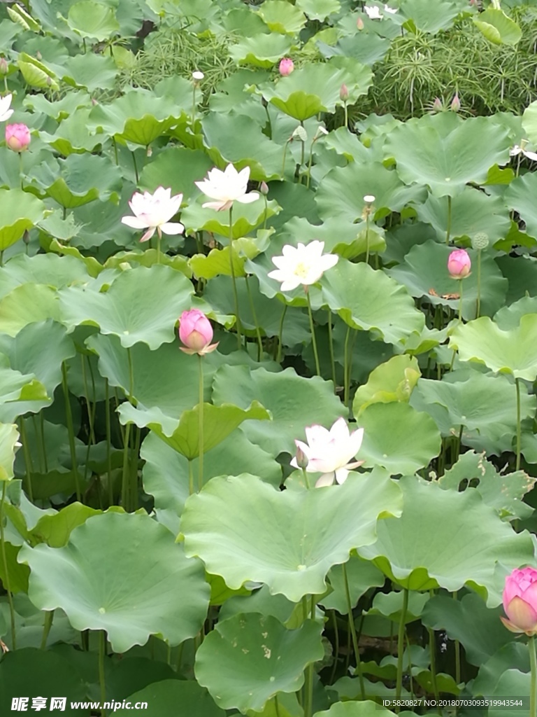 荷叶 莲花池