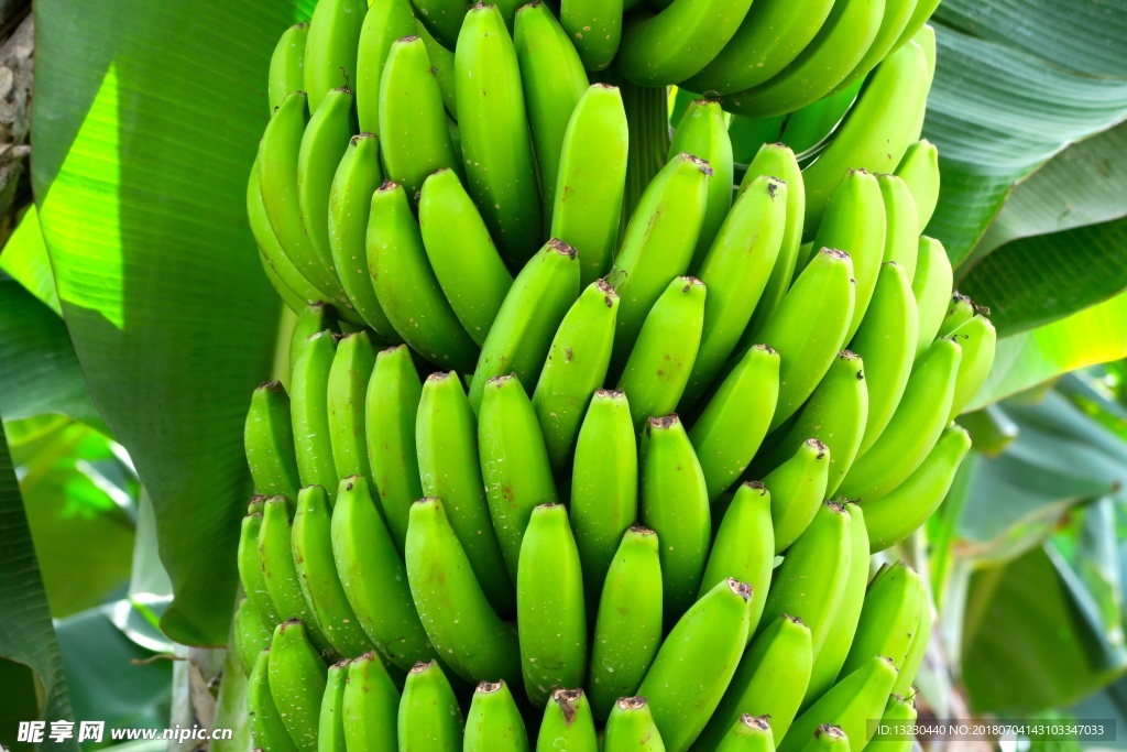 香蕉