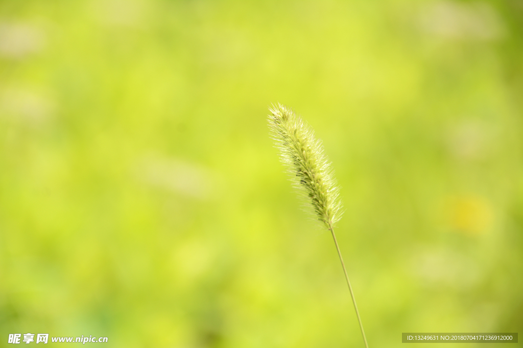 狗尾巴草