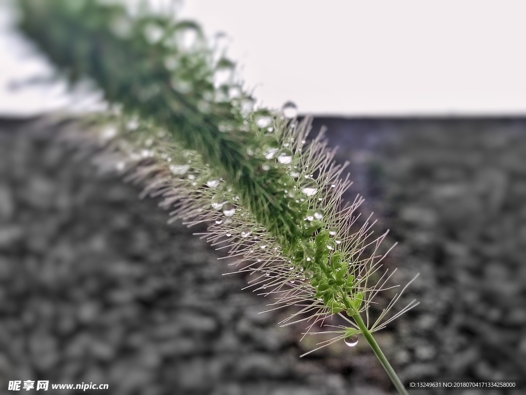 狗尾巴草
