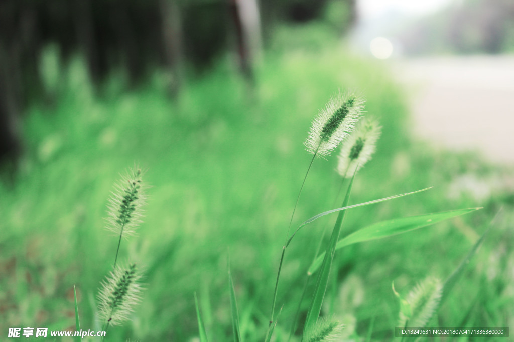 狗尾巴草