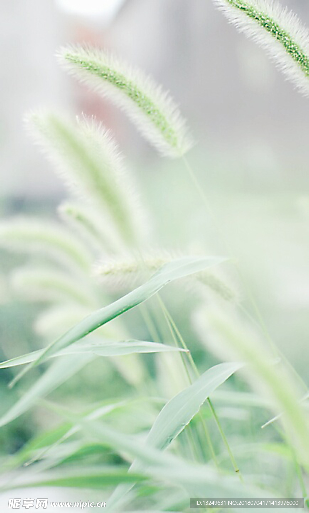 狗尾巴草