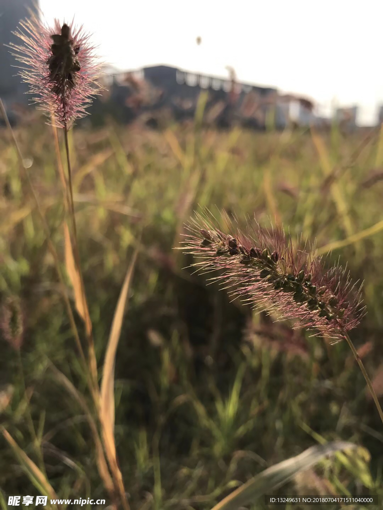 狗尾巴草