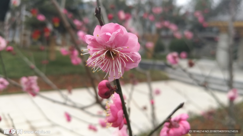 梅花（下载无水印）