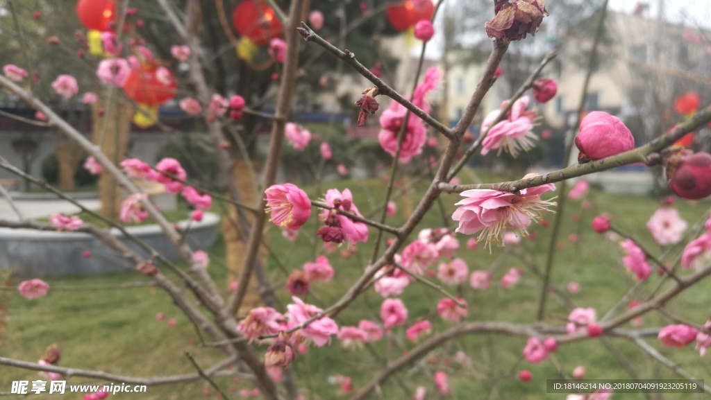 梅花（下载无水印）