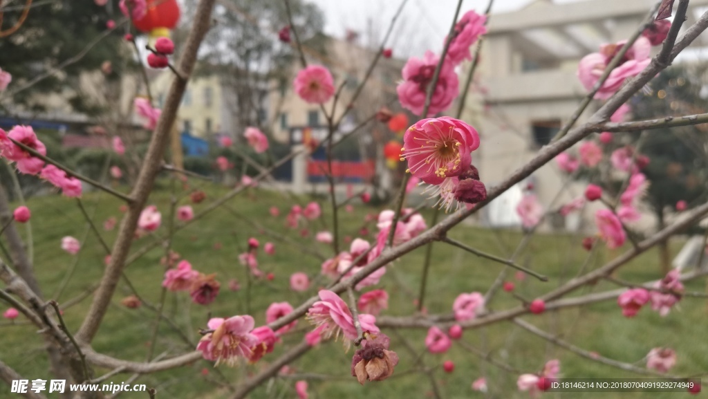 梅花（下载无水印）