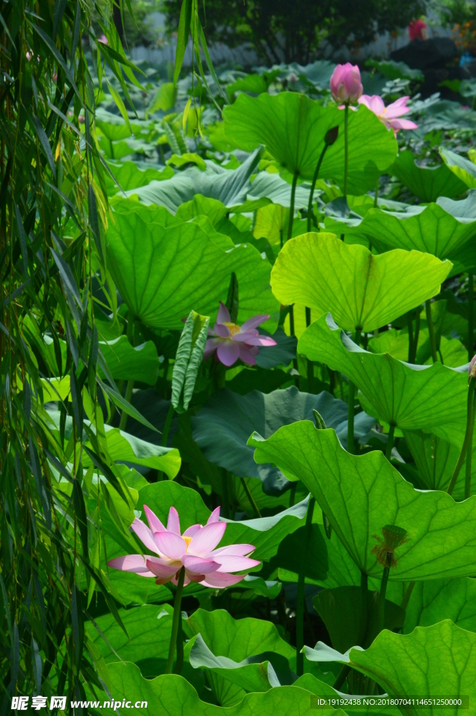 荷叶荷花