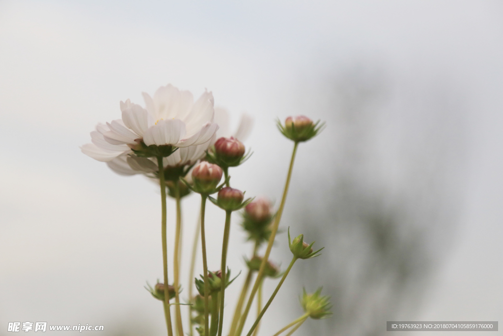 格桑花