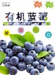 蓝莓海报