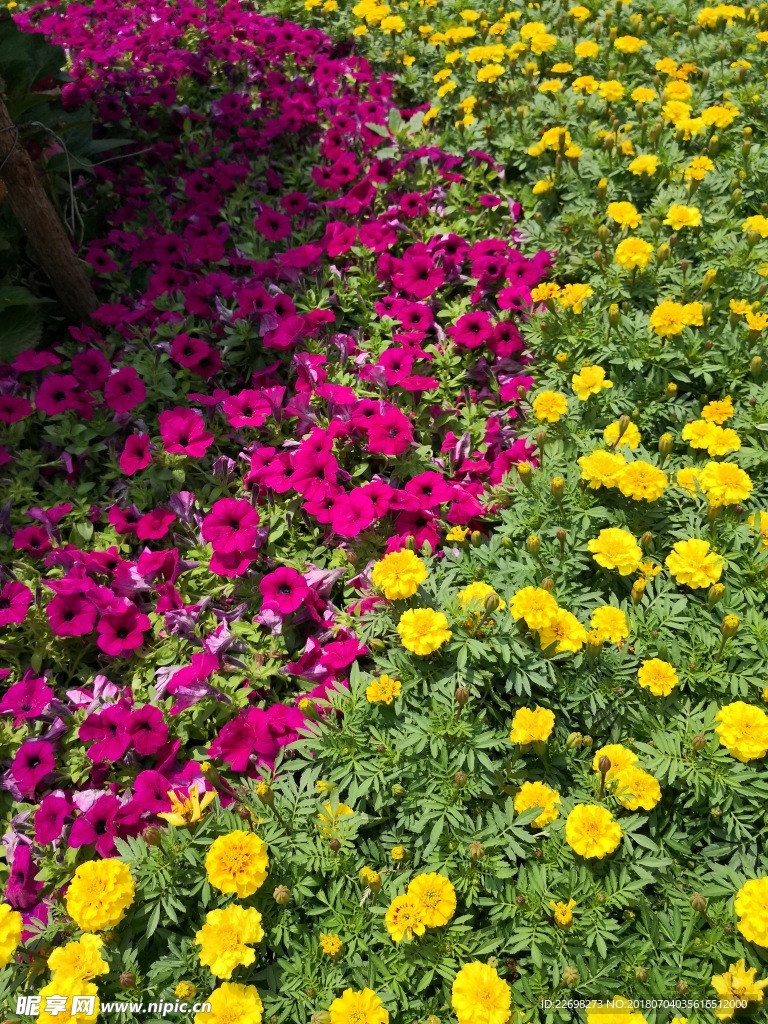 青岛街边花丛