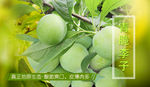 青脆李banner图