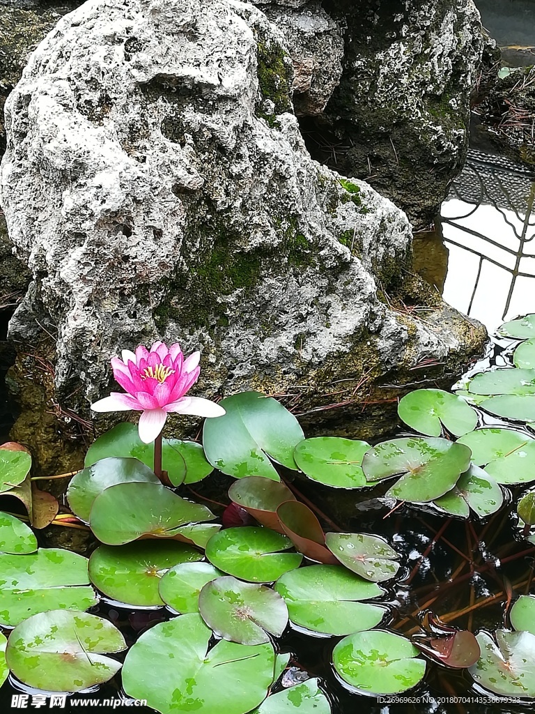 荷花