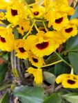 石斛花
