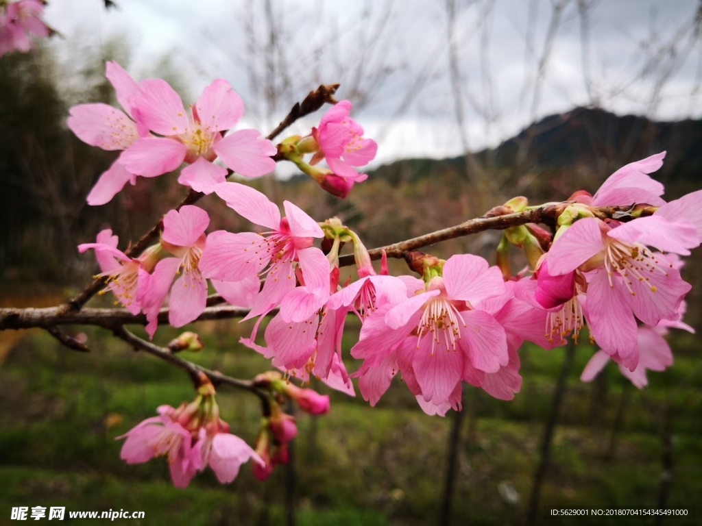 樱花