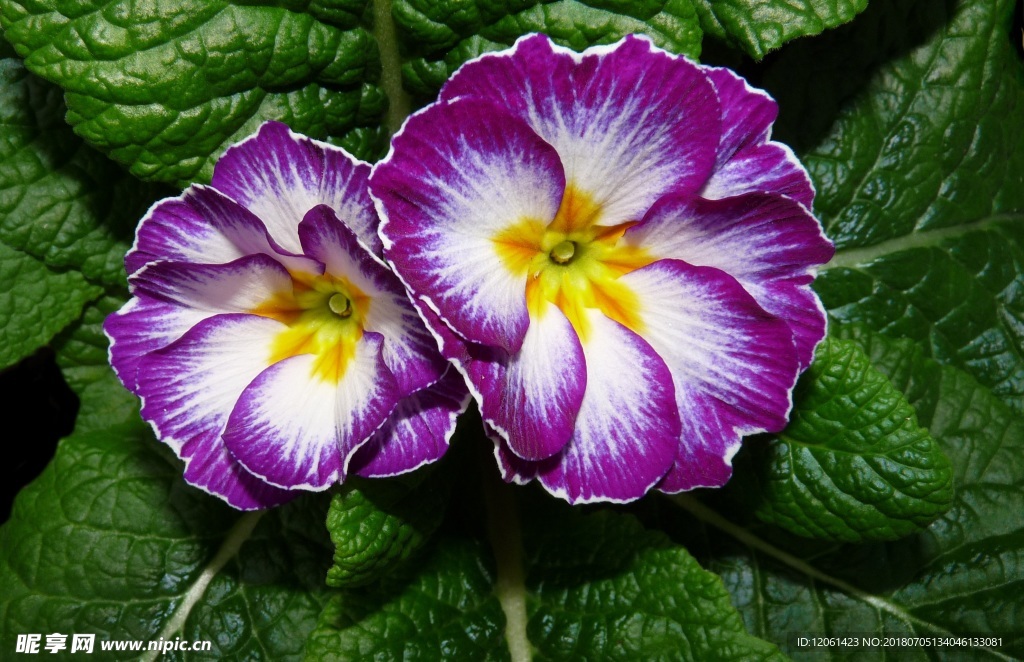 小花