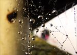 水珠