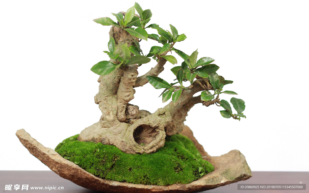 植物盆栽图片