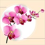 写实风格粉紫色兰花