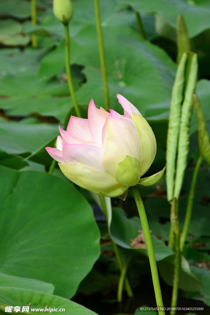 荷花