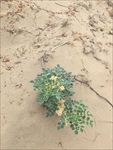 沙漠绿植