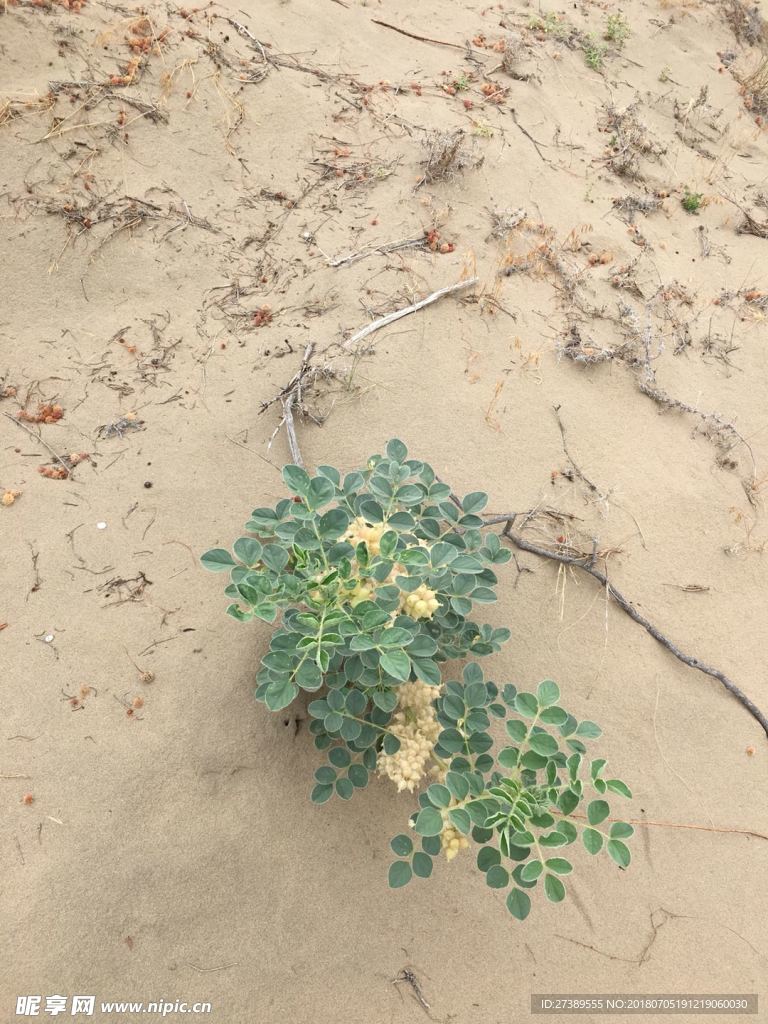 沙漠绿植