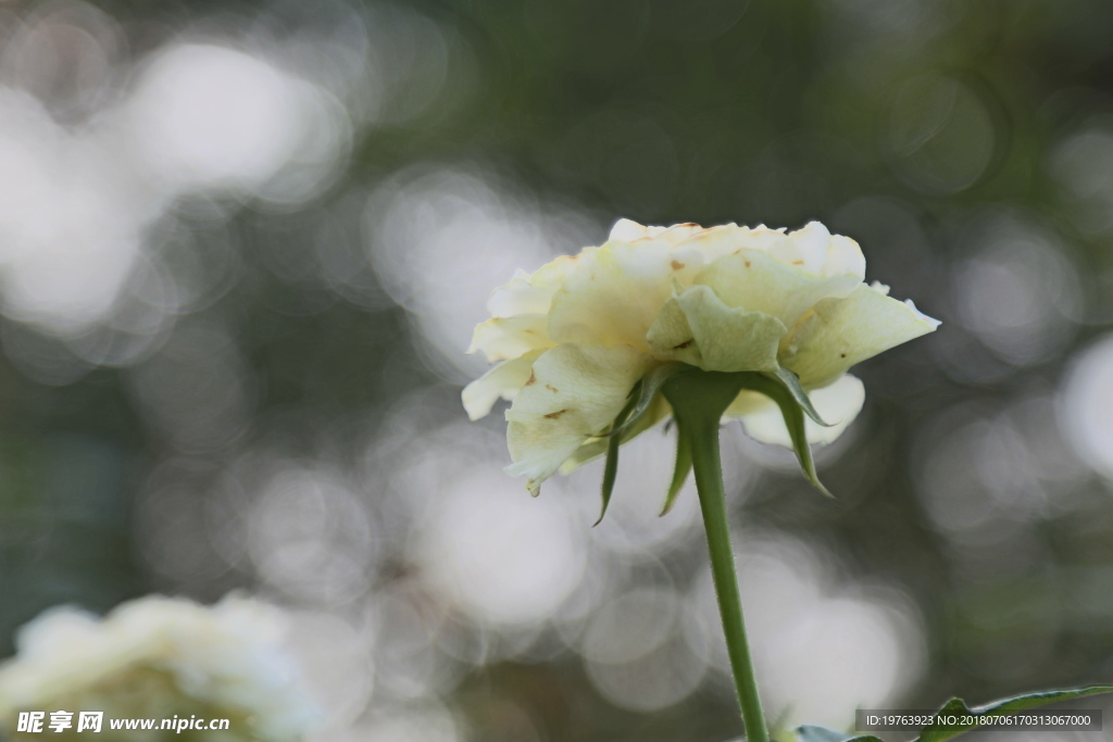 月季花