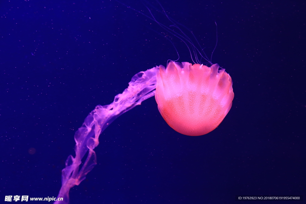 海洋生物