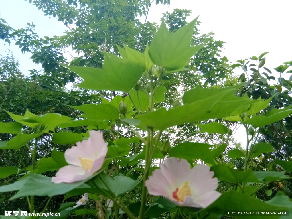 木槿花丛