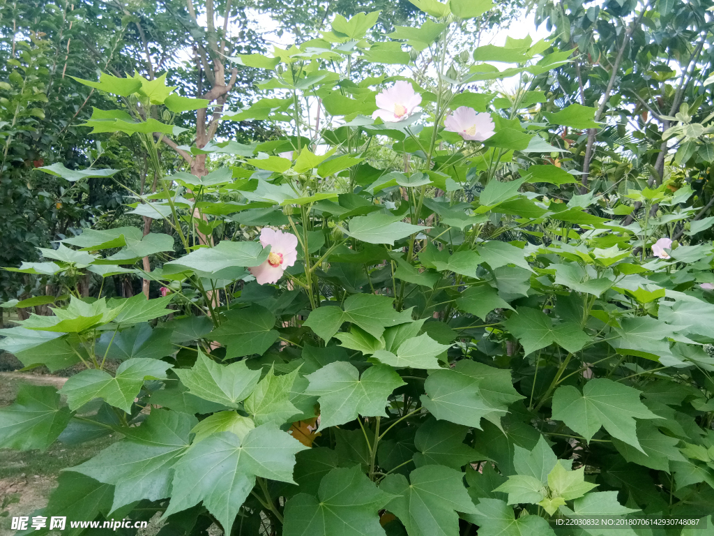 木槿花丛花开